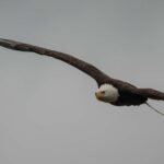 Bald Eagle Gemini
