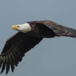Bald Eagle Gemini