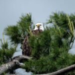 Bald Eagle Katherine