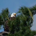 Bald Eagle Katherine