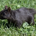 Black squirrel