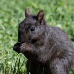 Black squirrel