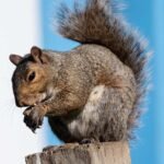 squirrel