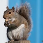 squirrel