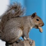 squirrel