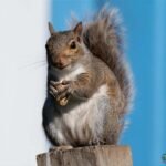squirrel