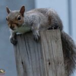 squirrel